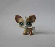 Piesek chihuahua littlest pet shop