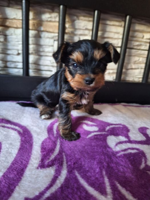 Yorkshire terrier piesek