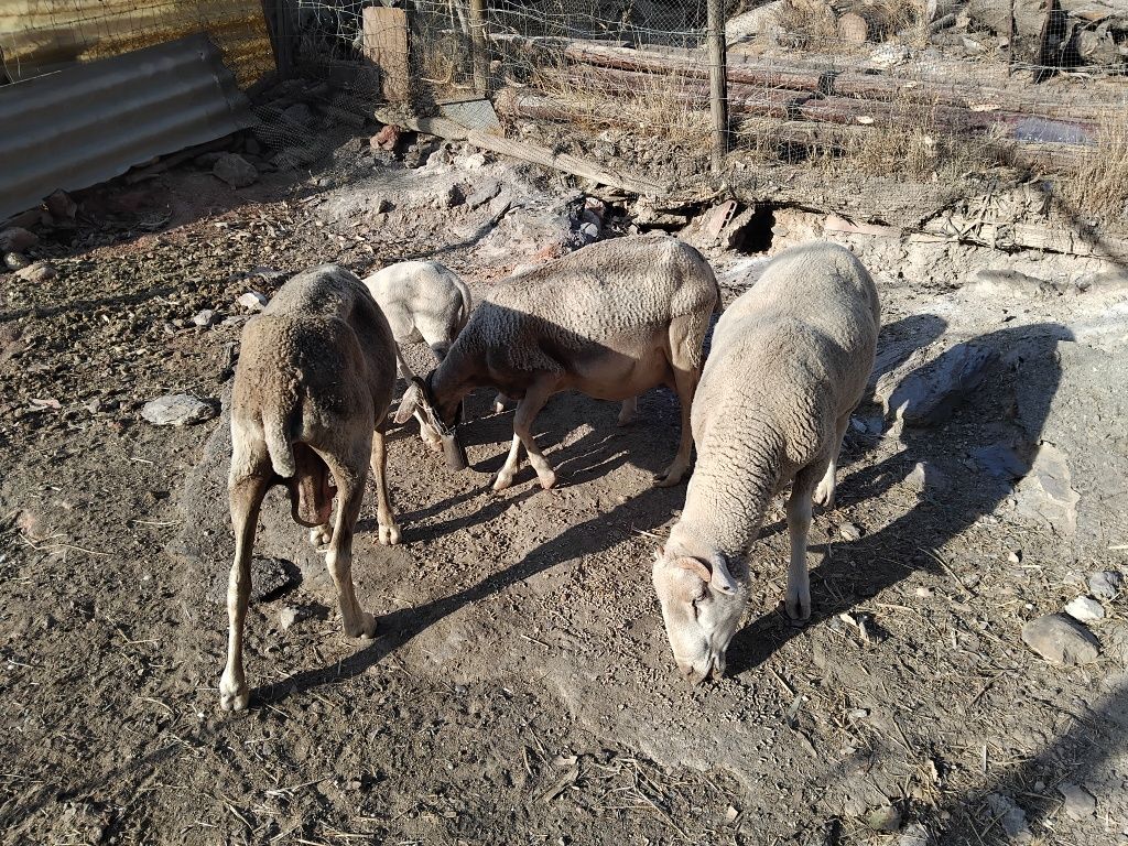 Ovelhas e um carneiro