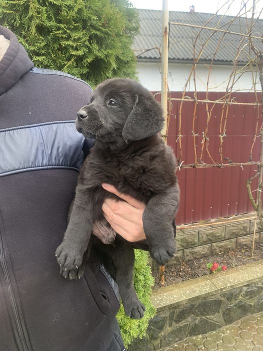 Продам цуценят Лабрадорів