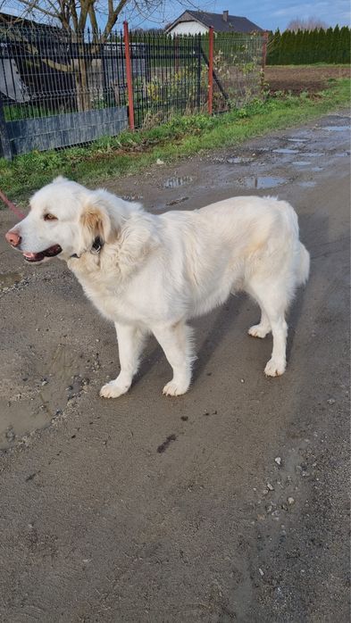 Owczarek Podhalański