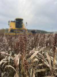 Sorgo czerwone ziarno