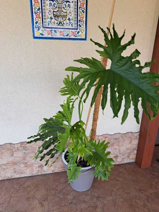 Piękny, młody kwiat donicowy - Monstera