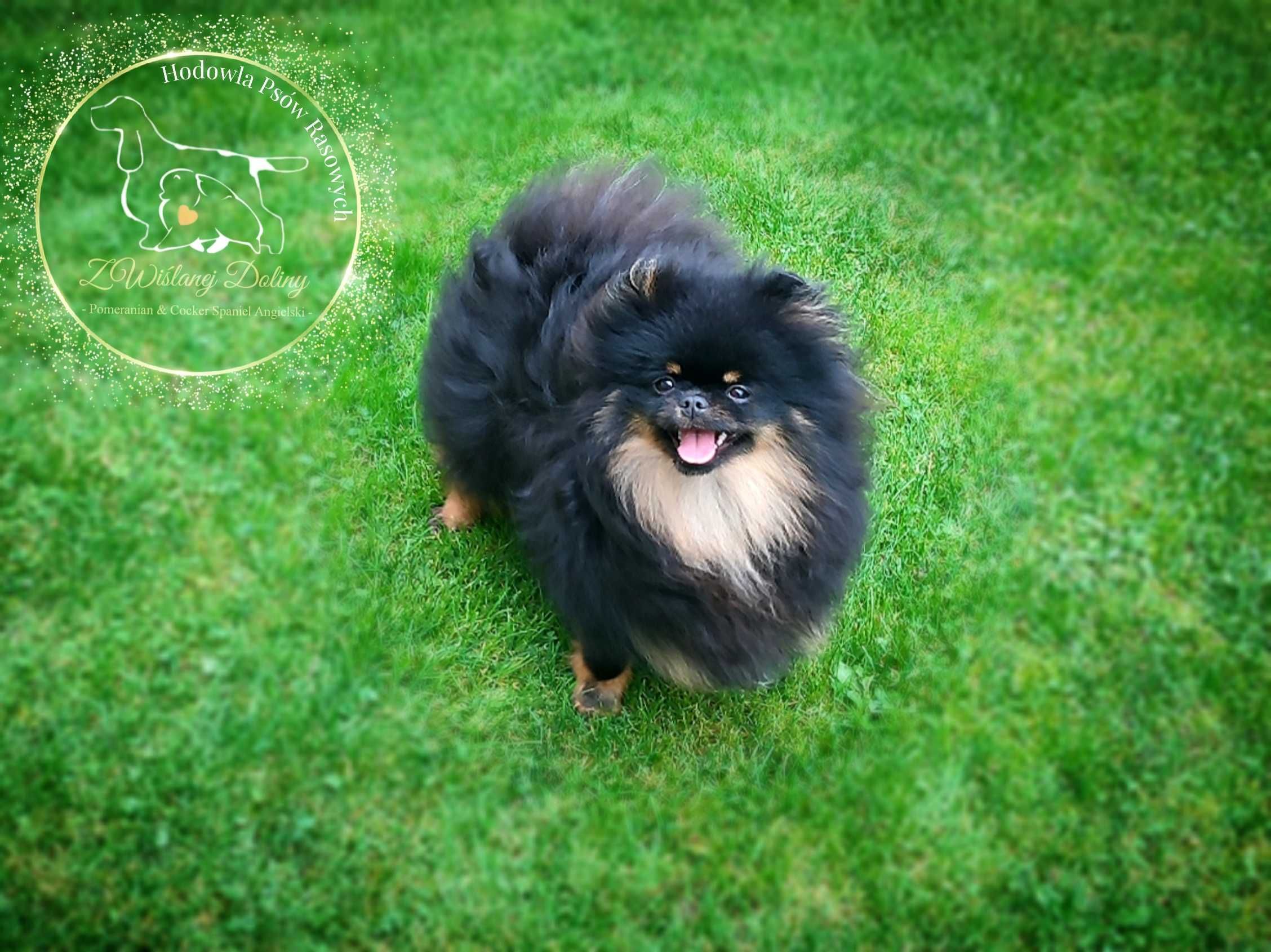 Szpic miniaturowy pomeranian typ misia