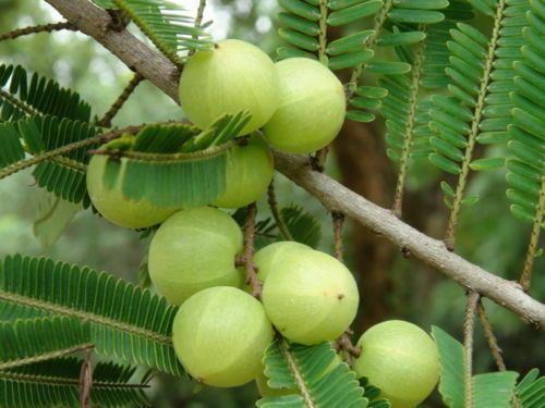 Sementes de Groselha Indiana (Amla)