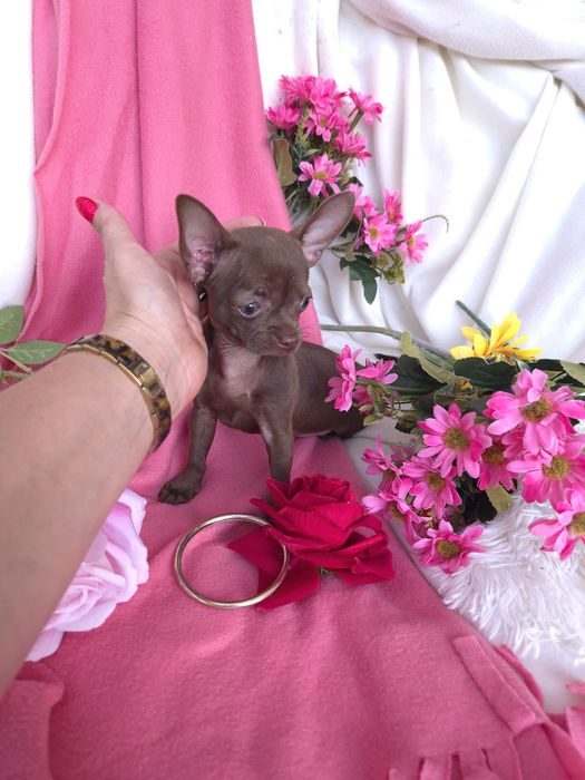 Śliczna Sunia Chihuahua Czekoladka