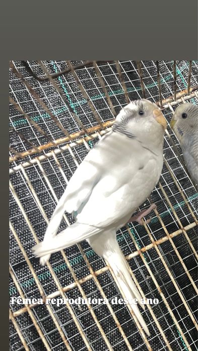 Piriquitos para ceder