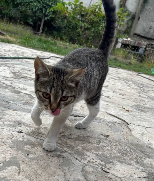 Віддам в добрі руки