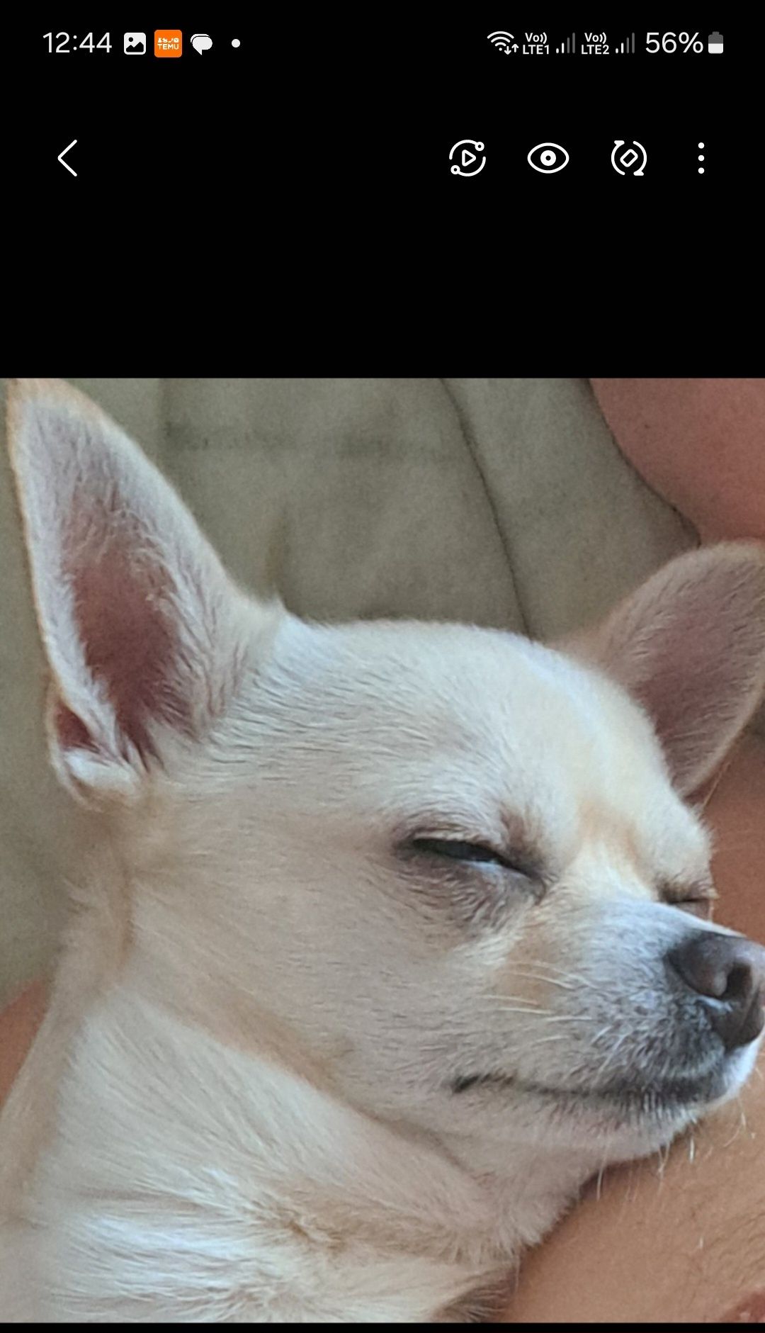 Krycie chihuahua