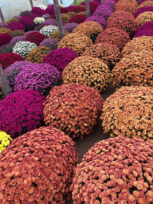 Chryzantemy drobnokwiatowe