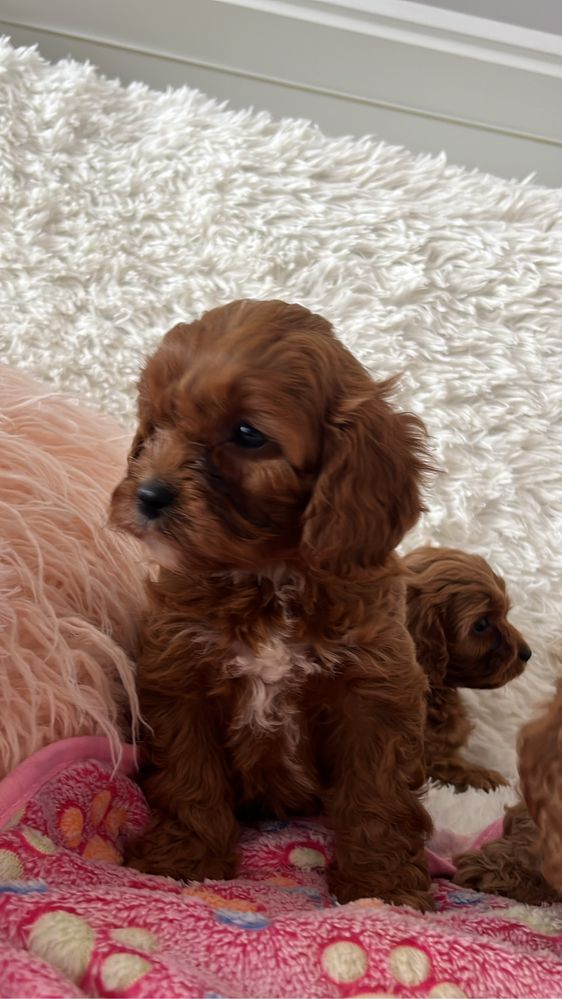 Cavapoo (cavalier + pudel)sunia
