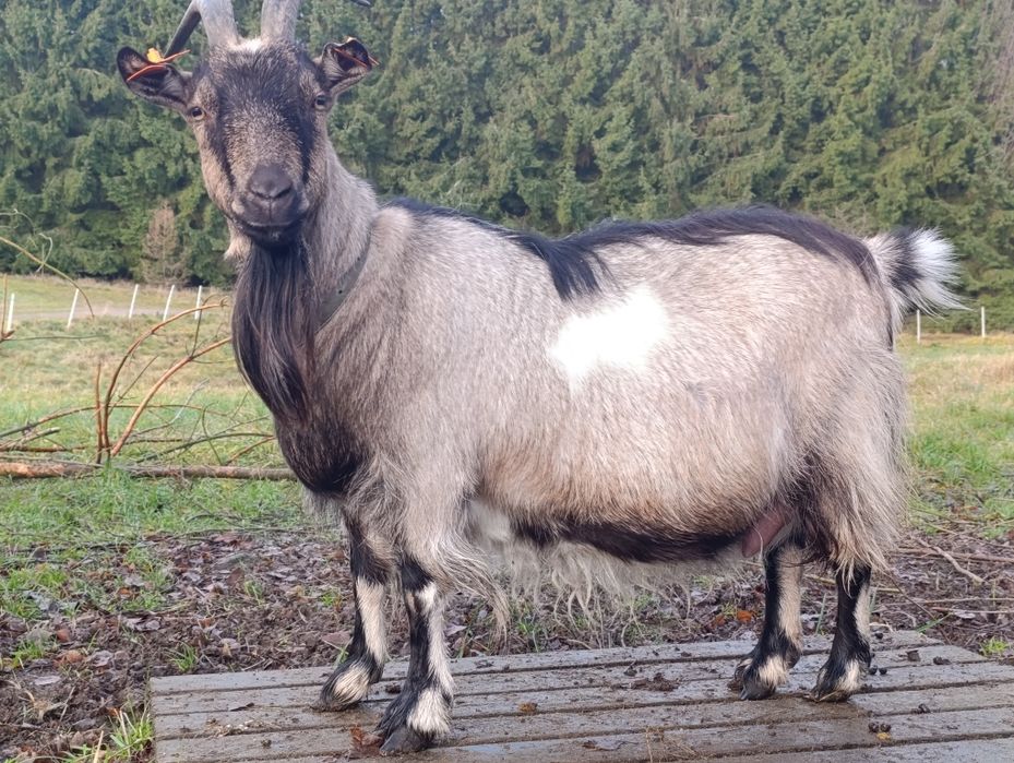 Oddam - 9 letnią kozę z kolczykami