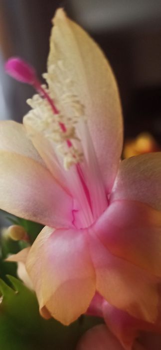 Grudnik Sztumbergera