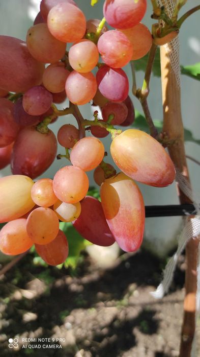 Черенки винограду