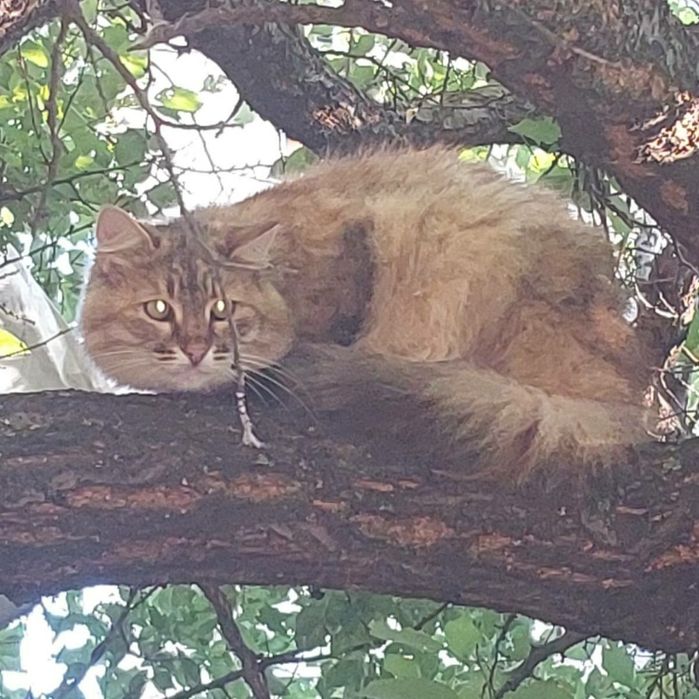 Отдам пушистую сибирскую кошку,стерилизована, 6 лет