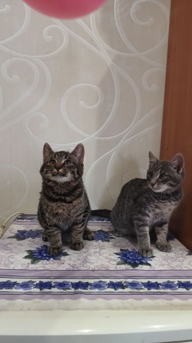 Котики хлопчики 3 місяці