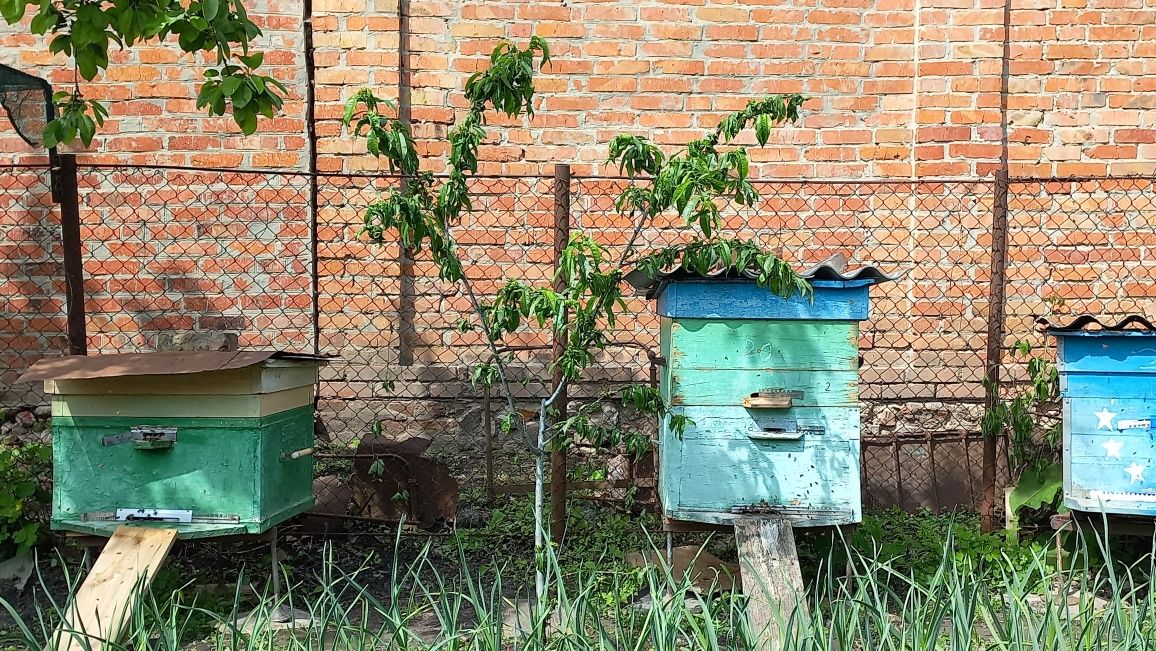 Продам Пчелосемьи