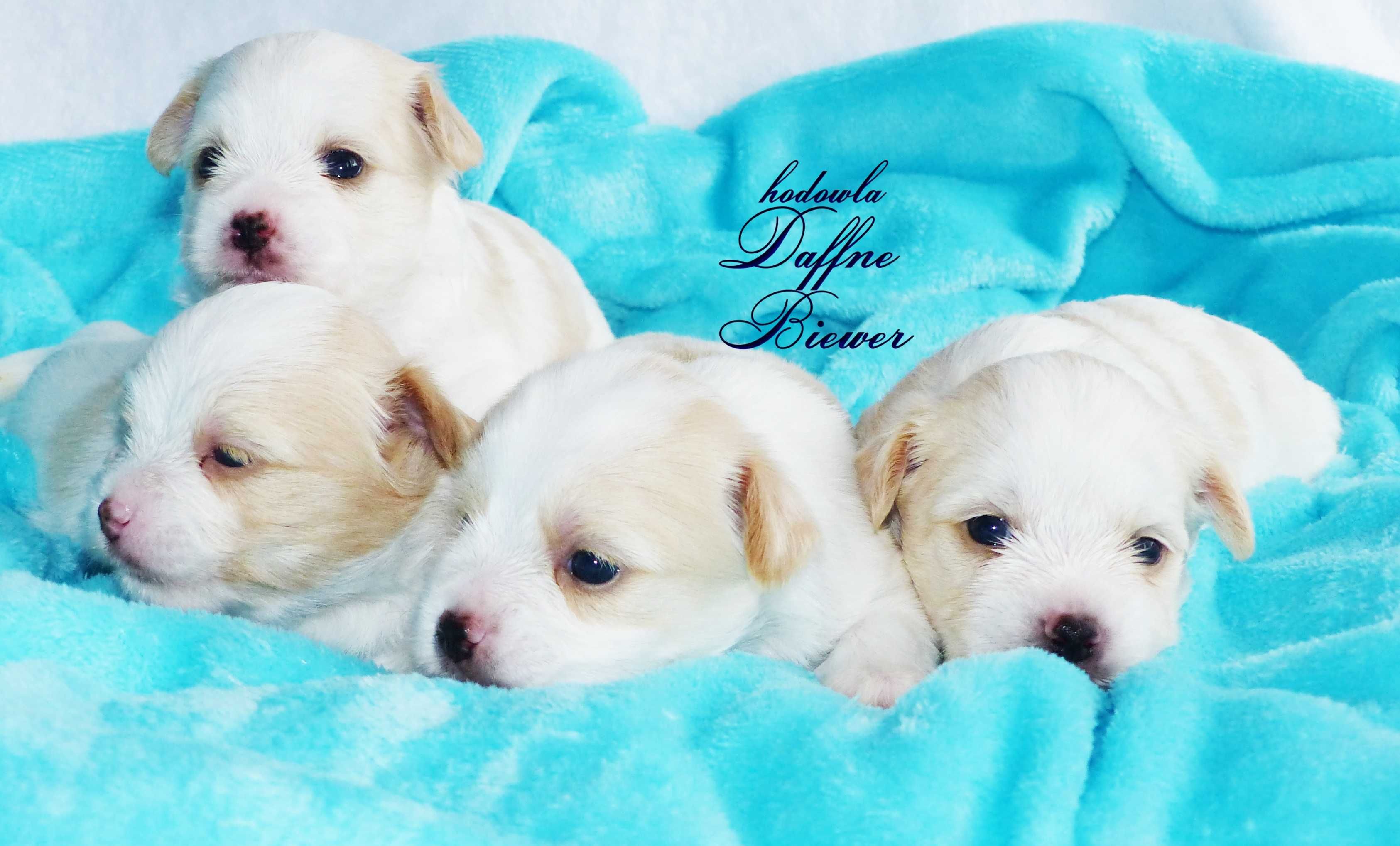 York Golddust Yorkshire Terrier