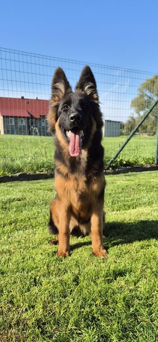 Owczarek niemiecki długowłosy