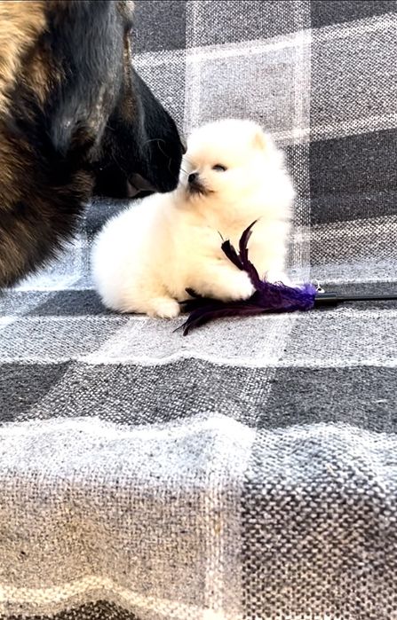 Настоящая куколка