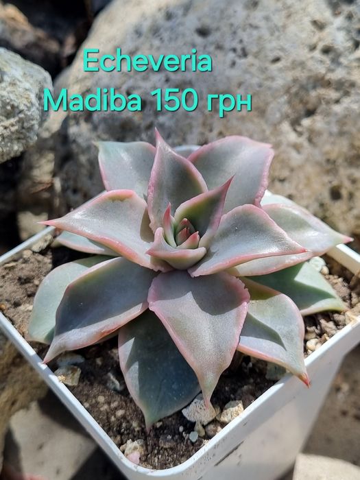 Сукуленти echeveria