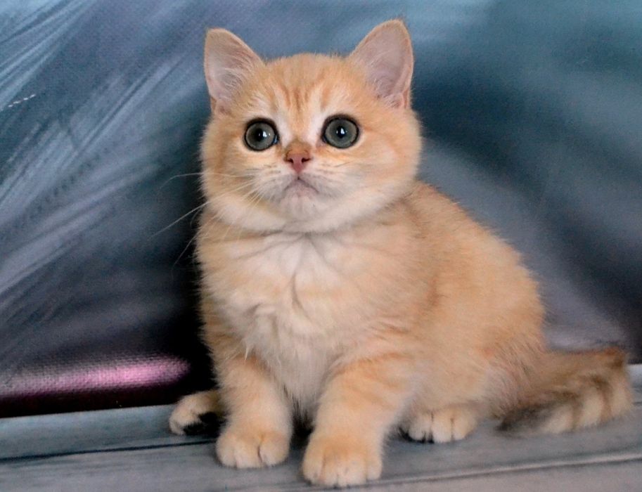 Красивенные золотые шиншиллы