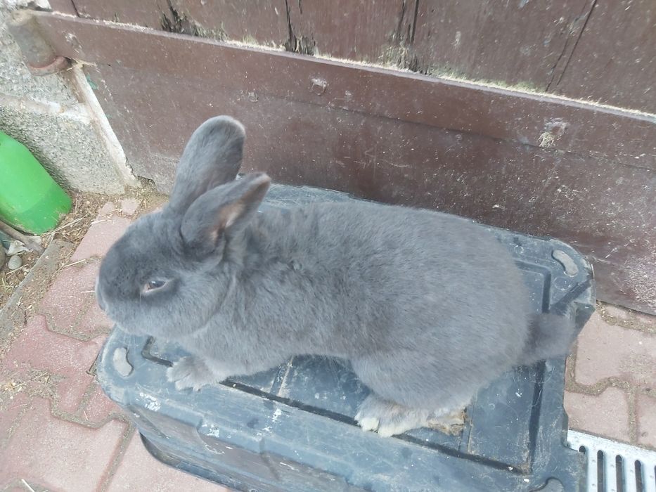 Wiedeński niebieski, króliki, królik, samiec,  WN