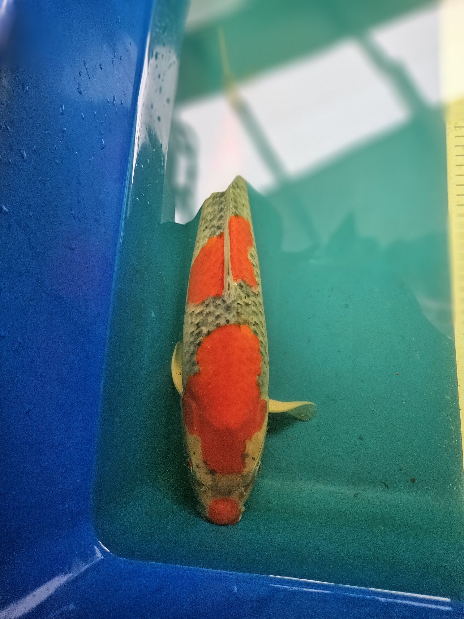 Carpa Koi - GOSHIKI 42cm