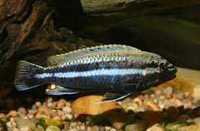 Pyszczak Melanochromis auratus 3 - 4 cm wysylam