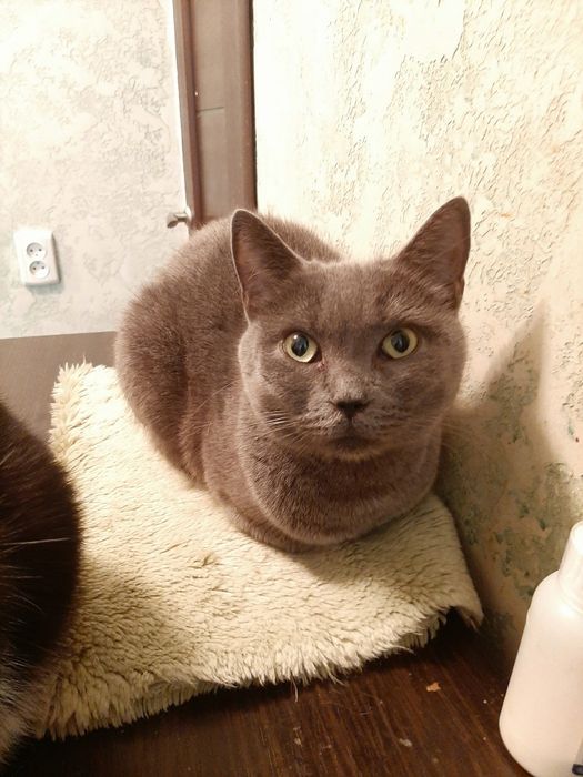 Кошечка британка шукає сім"ю!