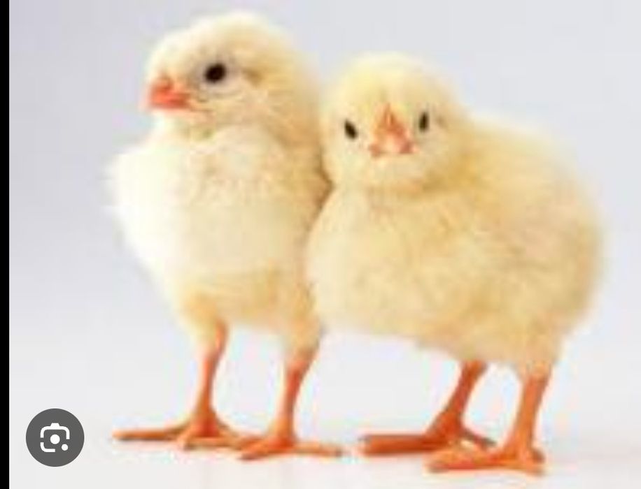 Яйце Інкубаційне