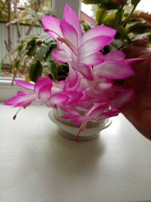 Рождественник белого, розового и красного цвета