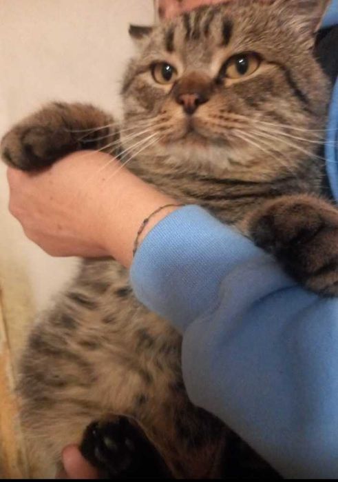 котик в добрі руки