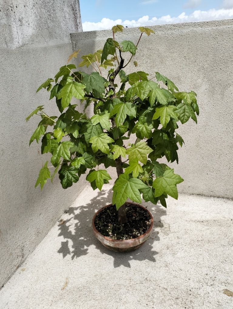 Bonsai liquidambar