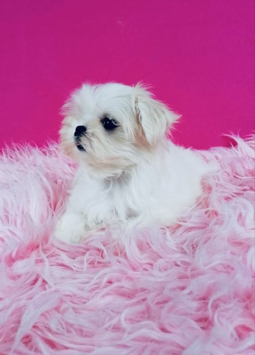 Maltańczyk MINI XS suczka Maltańczyki