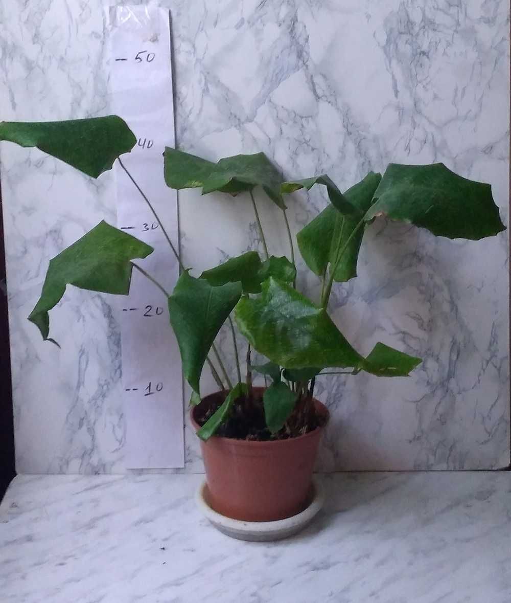 Продам Калатея Нетворк (Мозаічна) Calathea Network.