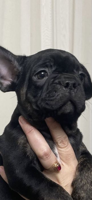 Малюки французького бульдога