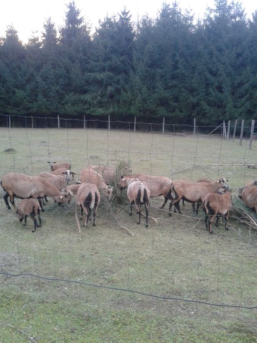Owce kameruńskie  :owce i jagnięta , jagnięcina .