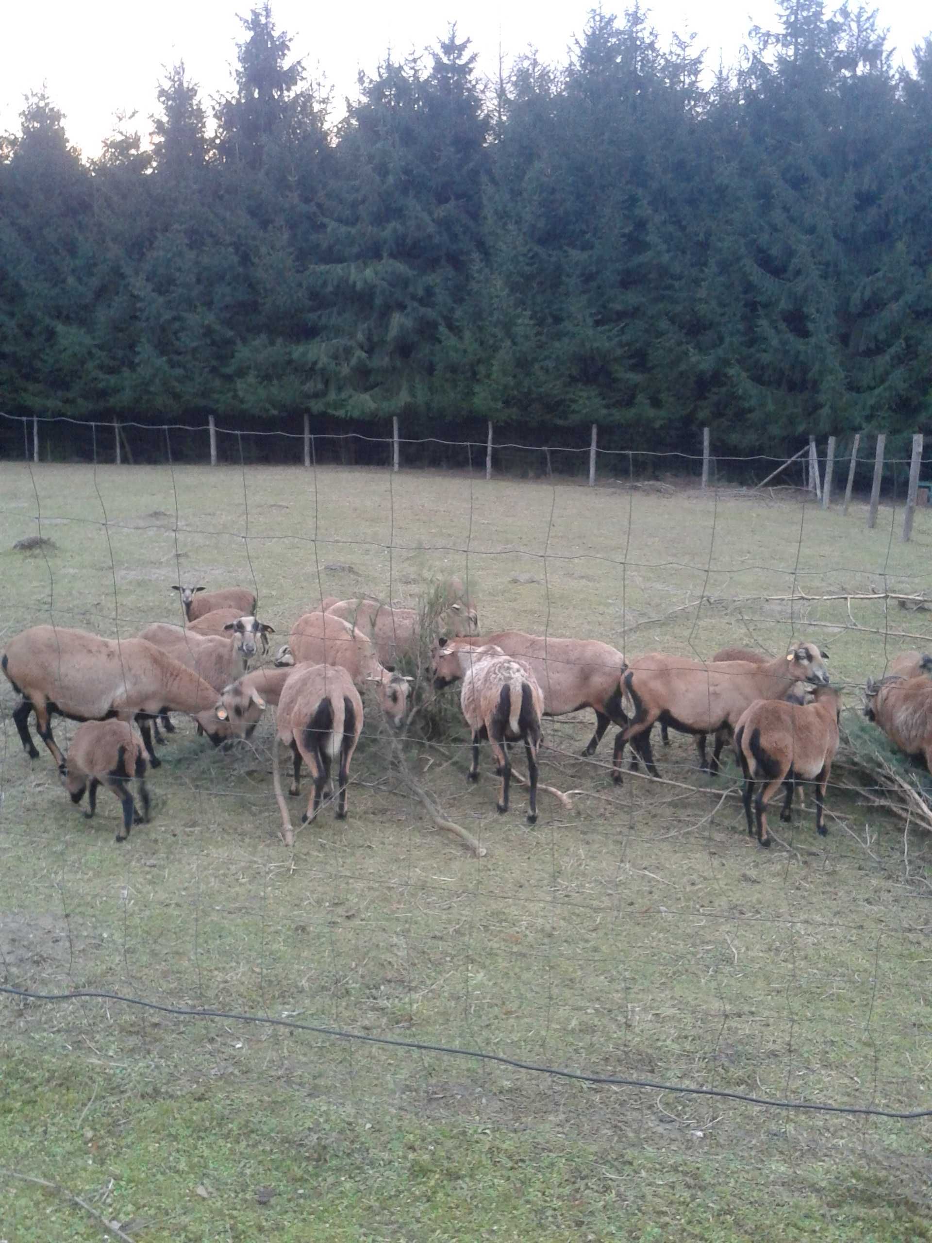 Owce kameruńskie : jagnięta i jagnięcina .