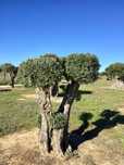 Oliveiras Bonsai - Alentejo