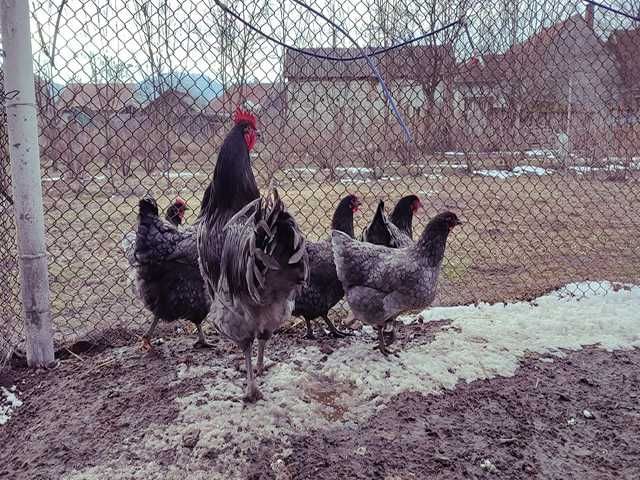 Інкубаційне яйце.(Курчата) Джерсійський гігант - чорний, блакитний.