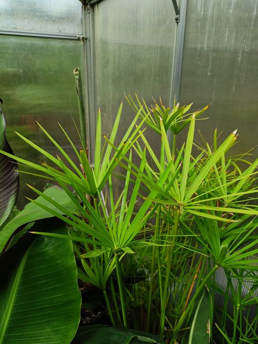 Banan papierus opuncja oliwka basjo