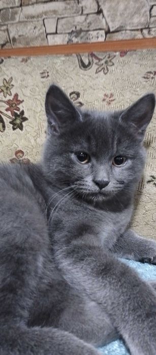 Кошеня в добрі руки безкоштовно