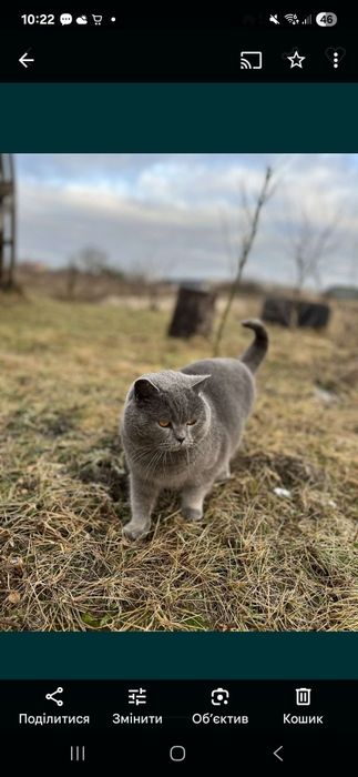 Продам британську дівчинку