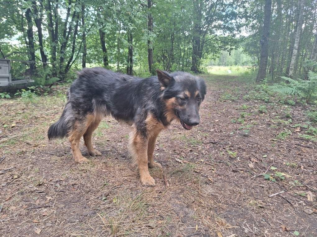 Młody pies w typie owczarka niemieckiego szuka domu