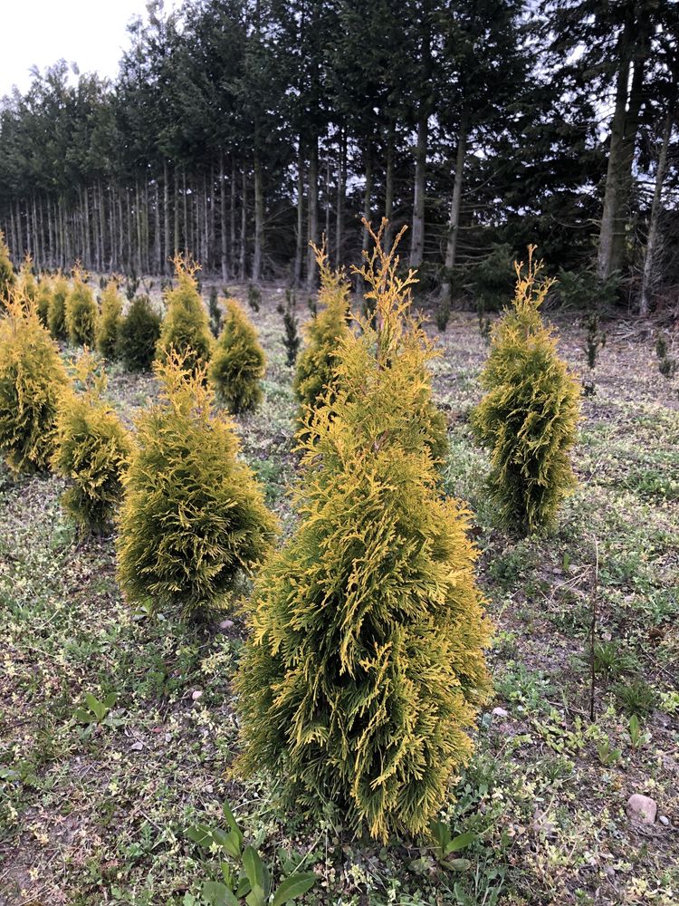 Thuja Tuja Smaragd Gold Złoty Szmaragd