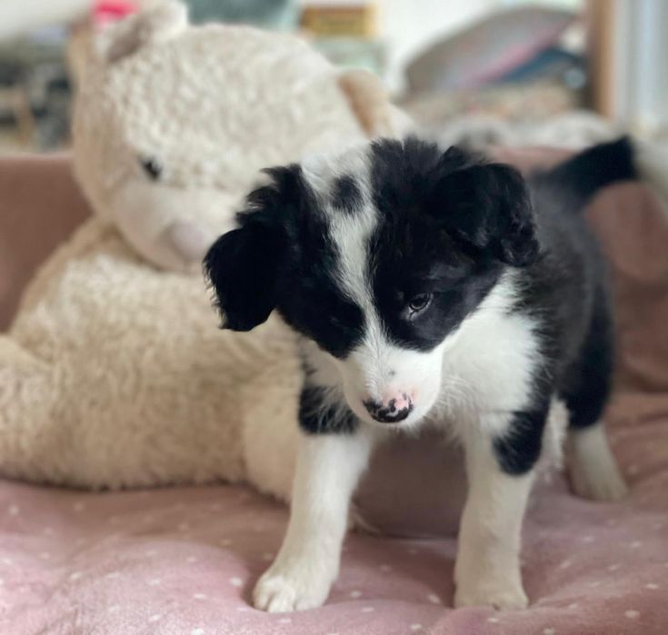 Piesek Border Collie - Hodowla Salus Canis FCI