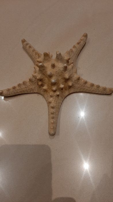Gwiazda Morska Duża Dekoracja