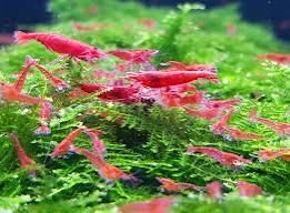 Krewetki Red Chery. Pakiety Po 10 sztuk