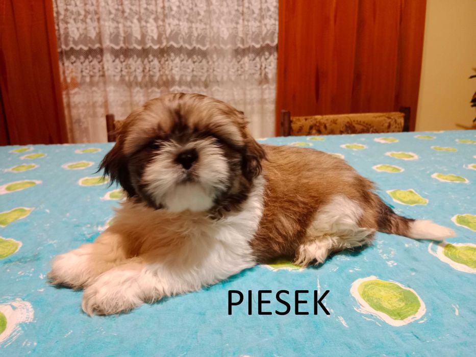Szczeniaczek Shih tzu